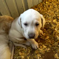 Cane, a male Labrador Retriever for sale in Princeton, NC – Photo 2 of 7