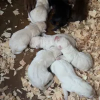 Cane, a male Labrador Retriever for sale in Princeton, NC – Photo 5 of 7