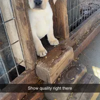Cane, a male Labrador Retriever for sale in Princeton, NC – Photo 1 of 7