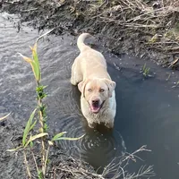 Cane, a male Labrador Retriever for sale in Princeton, NC – Photo 6 of 7