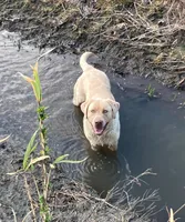 Cane, a male Labrador Retriever for sale in Princeton, NC – Photo 6 of 7