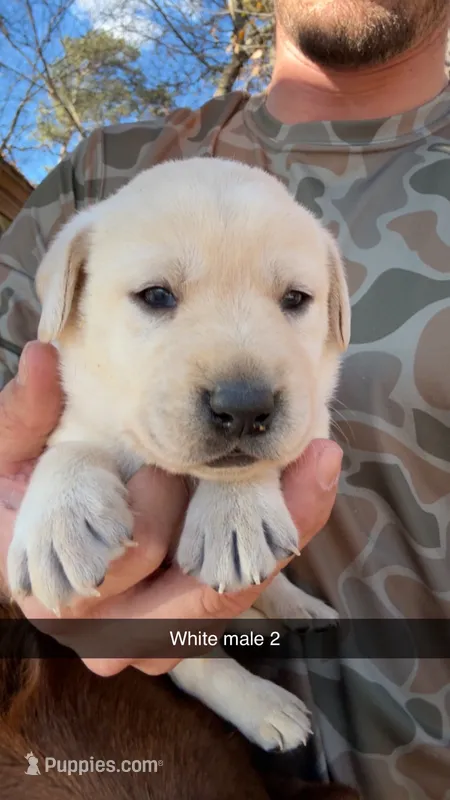 Cane – Labrador Retriever puppy for sale in Princeton, NC