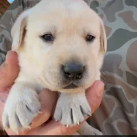 Cane, a male Labrador Retriever for sale in Princeton, NC – Photo 3 of 7