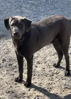 Jack, a male Labrador Retriever for sale in Princeton, NC – 3 of 5