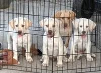Cane, a male Labrador Retriever for sale in Princeton, NC – 6 of 6