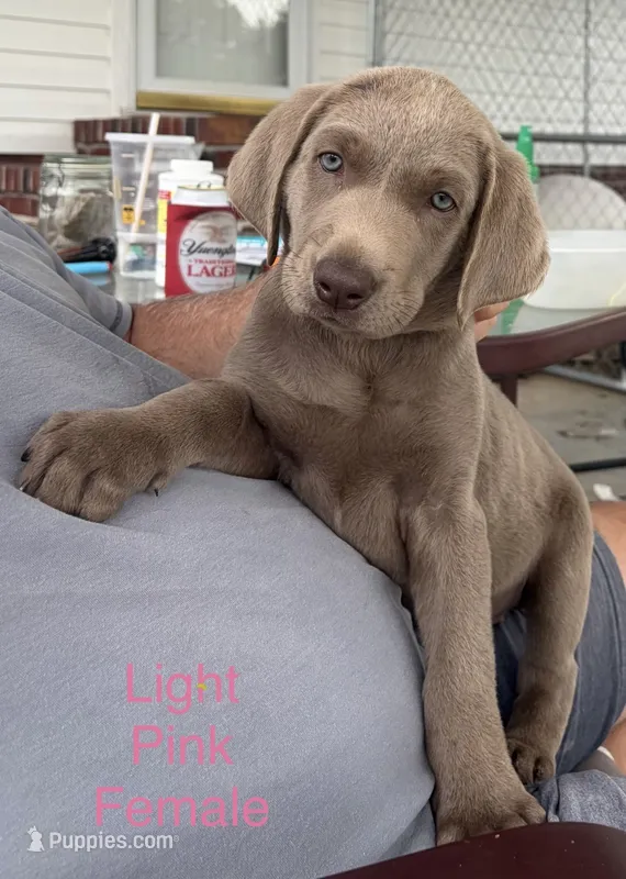 Stella – Labrador Retriever puppy for sale in Princeton, NC