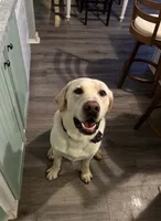 Jack, a male Labrador Retriever for sale in Princeton, NC – 4 of 5