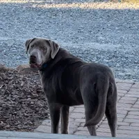 Sassy, a male Labrador Retriever for sale in Princeton, NC – Photo 6 of 6