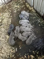 Sassy, a male Labrador Retriever for sale in Princeton, NC – Photo 2 of 6