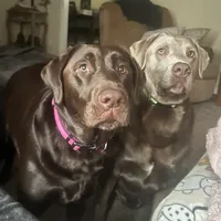 Sassy, a male Labrador Retriever for sale in Princeton, NC – Photo 3 of 6