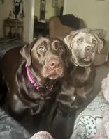 Sassy, a male Labrador Retriever for sale in Princeton, NC – Photo 3 of 6