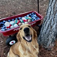 Eg, a male English Cream Golden Retriever for sale in Princeton, NC – Photo 2 of 3