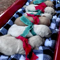 Eg, a male English Cream Golden Retriever for sale in Princeton, NC – Photo 3 of 3