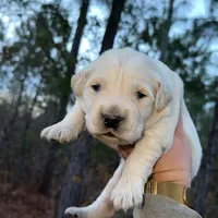 Eg, a male English Cream Golden Retriever for sale in Princeton, NC – Photo 1 of 3