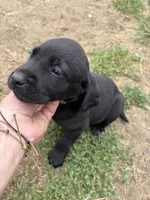 Rosco, a male Labrador Retriever for sale in Princeton, NC – 9 of 9