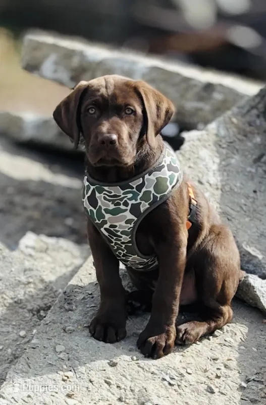 Drake – Labrador Retriever puppy for sale in Princeton, NC