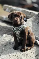 Drake, a male Labrador Retriever for sale in Princeton, NC – 1 of 8