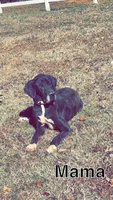 Dane, a male Great Dane for sale in Princeton, NC – Photo 2 of 3