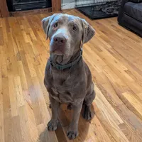 Silver, a male Labrador Retriever for sale in Princeton, NC – Photo 2 of 6
