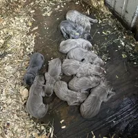 Silver, a male Labrador Retriever for sale in Princeton, NC – Photo 3 of 6