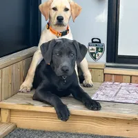 Silver, a male Labrador Retriever for sale in Princeton, NC – Photo 6 of 6