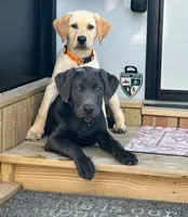 Silver, a male Labrador Retriever for sale in Princeton, NC – Photo 6 of 6