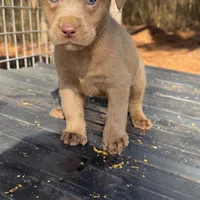 Silver, a male Labrador Retriever for sale in Princeton, NC – Photo 1 of 6