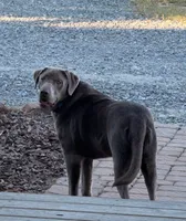 Silver, a male Labrador Retriever for sale in Princeton, NC – Photo 4 of 6