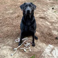Silver, a male Labrador Retriever for sale in Princeton, NC – Photo 5 of 6