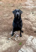 Silver, a male Labrador Retriever for sale in Princeton, NC – Photo 5 of 6