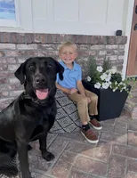 Jack, a male Labrador Retriever for sale in Princeton, NC – 2 of 5