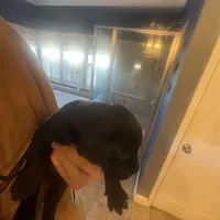 Coal, a male Labrador Retriever for sale in Princeton, NC – Photo 5 of 10