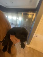 Coal, a male Labrador Retriever for sale in Princeton, NC – Photo 5 of 10