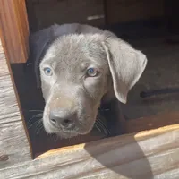 Coal, a male Labrador Retriever for sale in Princeton, NC – Photo 1 of 10