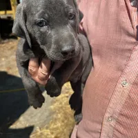 Coal, a male Labrador Retriever for sale in Princeton, NC – Photo 10 of 10