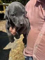 Coal, a male Labrador Retriever for sale in Princeton, NC – Photo 10 of 10