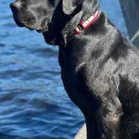 Coal, a male Labrador Retriever for sale in Princeton, NC – Photo 4 of 10