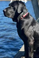 Coal, a male Labrador Retriever for sale in Princeton, NC – Photo 4 of 10