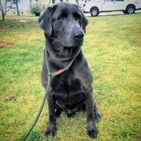 Coal, a male Labrador Retriever for sale in Princeton, NC – Photo 7 of 10