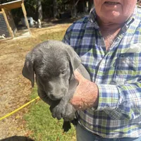 Coal, a male Labrador Retriever for sale in Princeton, NC – Photo 8 of 10