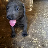 Coal, a male Labrador Retriever for sale in Princeton, NC – Photo 9 of 10