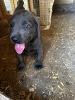 Coal, a male Labrador Retriever for sale in Princeton, NC – Photo 9 of 10