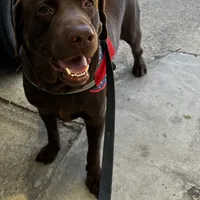 Coal, a male Labrador Retriever for sale in Princeton, NC – Photo 6 of 10