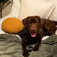 Coal, a male Labrador Retriever for sale in Princeton, NC – Photo 3 of 10