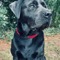 Coal, a male Labrador Retriever for sale in Princeton, NC – Photo 2 of 10
