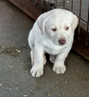 Snow, a male Labrador Retriever for sale in Princeton, NC – Photo 2 of 10