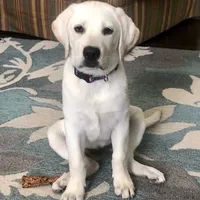 Snow, a male Labrador Retriever for sale in Princeton, NC – Photo 9 of 10