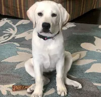 Snow, a male Labrador Retriever for sale in Princeton, NC – Photo 9 of 10