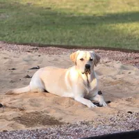 Snow, a male Labrador Retriever for sale in Princeton, NC – Photo 3 of 10