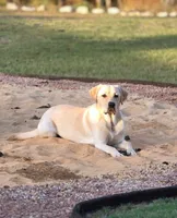 Snow, a male Labrador Retriever for sale in Princeton, NC – Photo 3 of 10